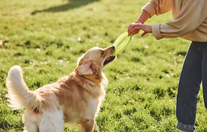 Benefits of Interactive Pet Toys