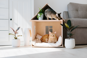 Creating a Cozy Space for Your Pet