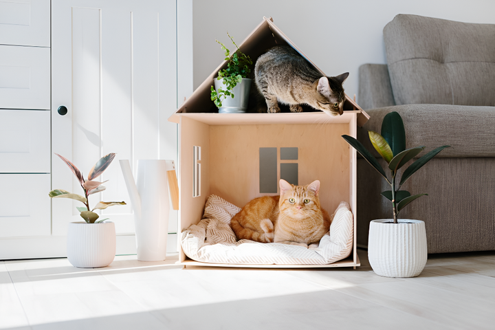 Creating a Cozy Space for Your Pet