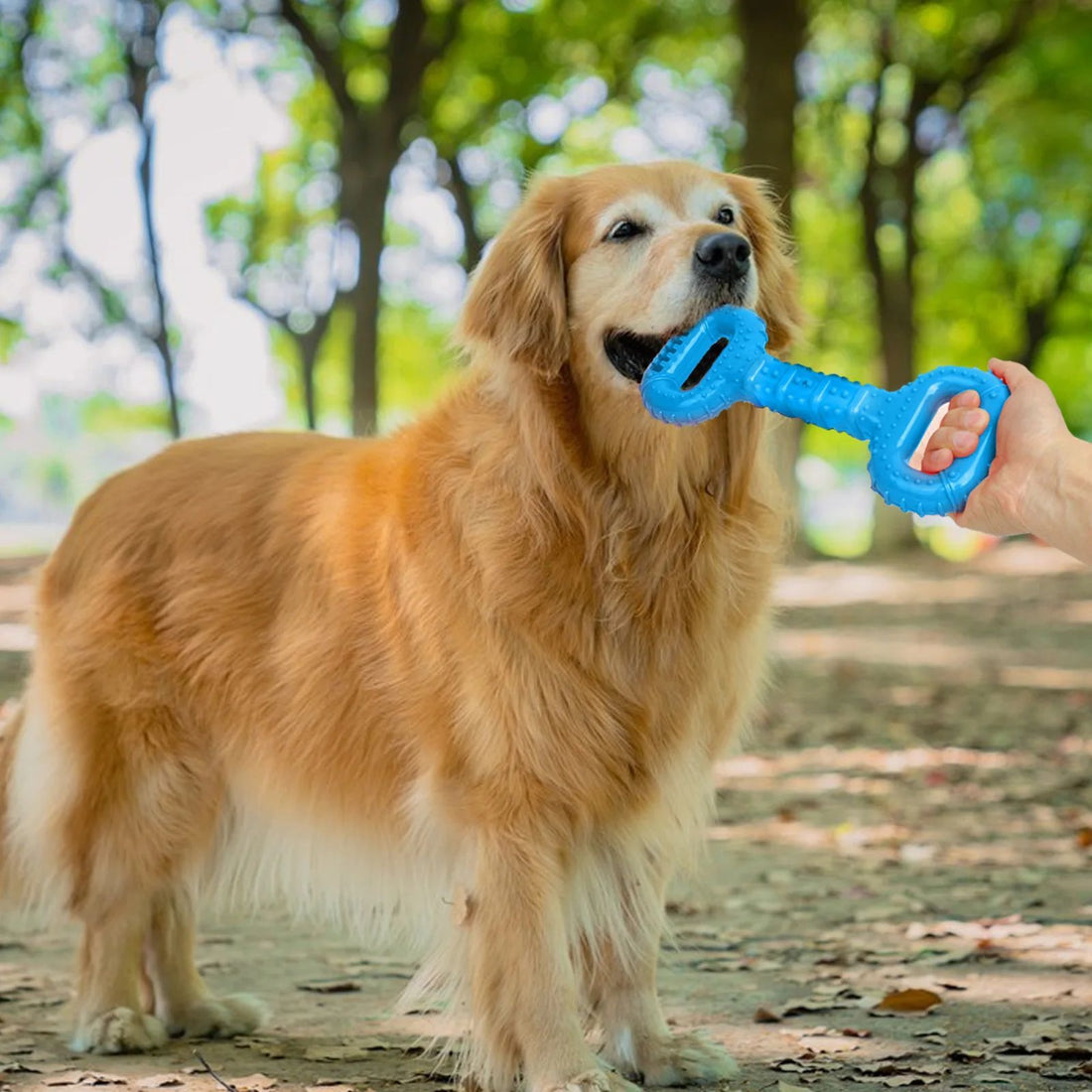 Dog Bones For Aggressive Chewers