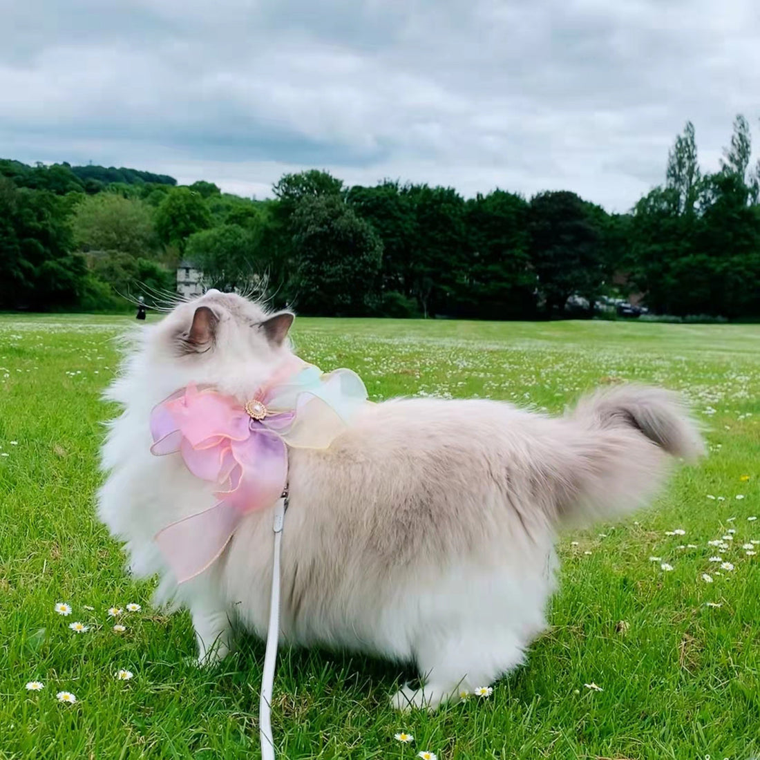 Butterfly Flying Retractable Pet Leash