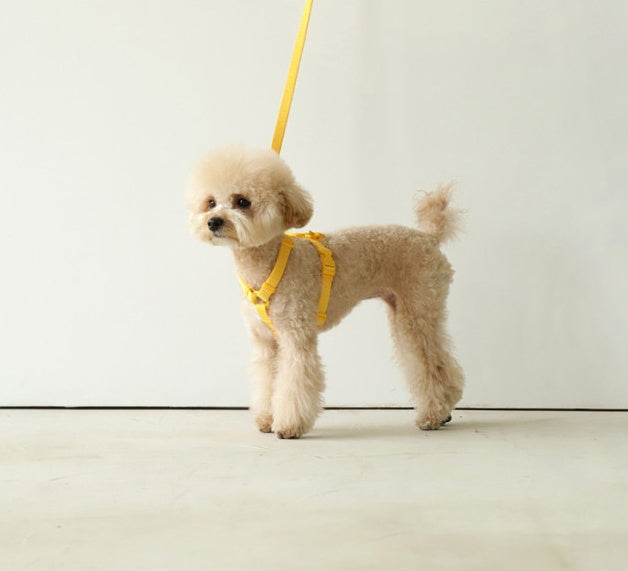 Pet Macaron Ins Wind Leash